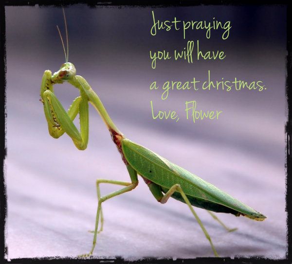 Praying_mantis_india