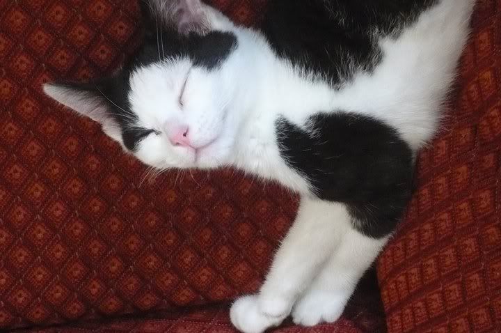 billcat.jpg