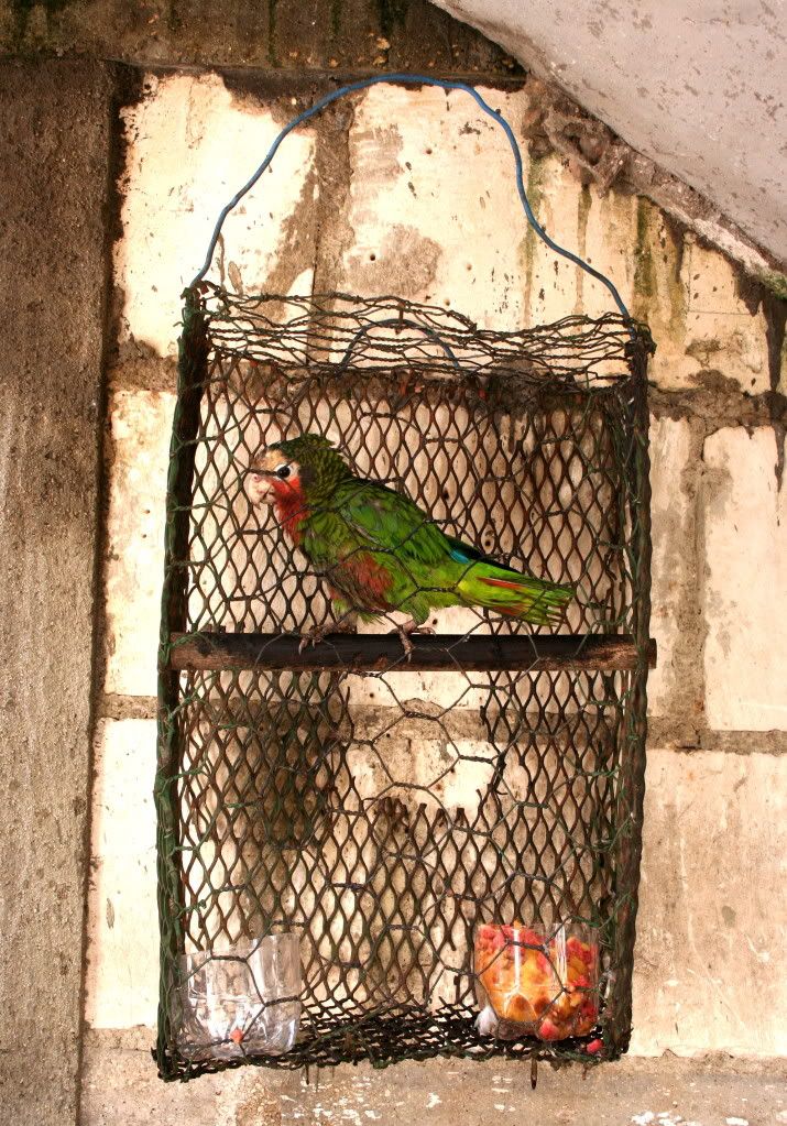 IMAGE: http://i1214.photobucket.com/albums/cc483/Fals7D/coti.jpg