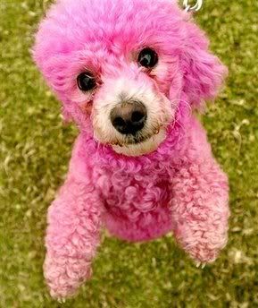 pink-poodle-toy410ok.jpg