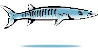 Barracuda Avatar