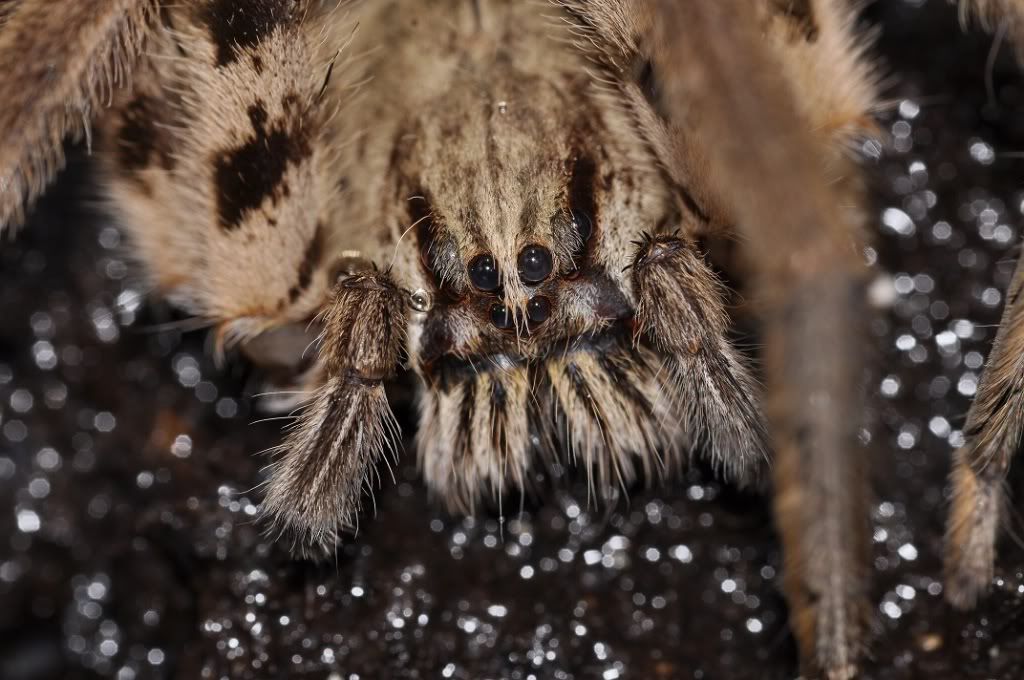 Ctenidae-Cupienniussalei35.jpg