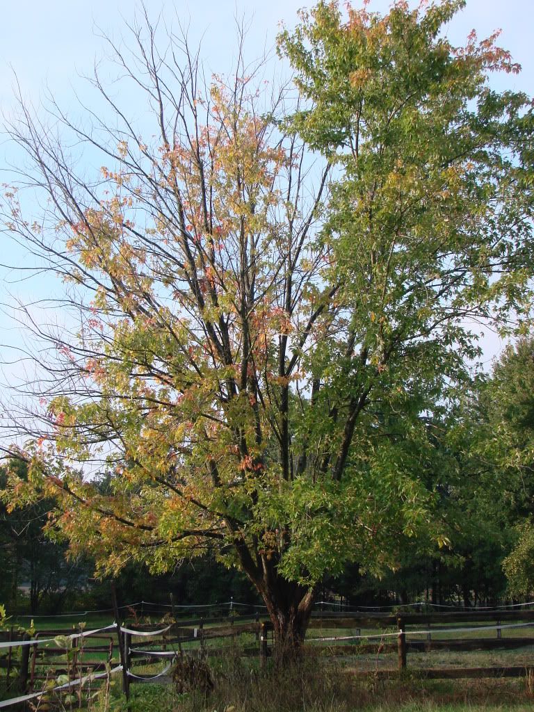 sugar maple trees dying - HELP!