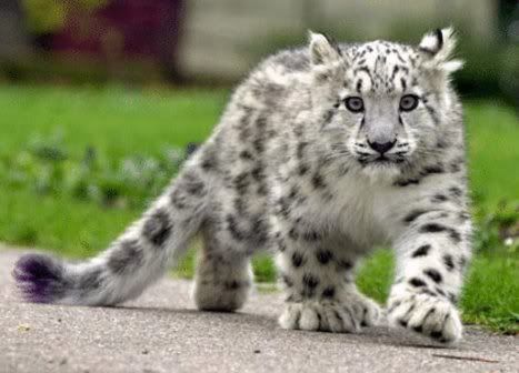 Forum Image: http://i1214.photobucket.com/albums/cc490/ageha91/22194__468x_snowleopardkittens-6.jpg