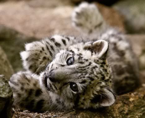 Forum Image: http://i1214.photobucket.com/albums/cc490/ageha91/22195__468x_snowleopardkittens-7.jpg