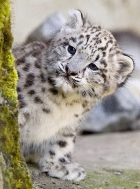 Forum Image: http://i1214.photobucket.com/albums/cc490/ageha91/22197__468x_snowleopardkittens-9.jpg