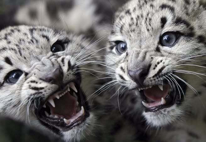 Forum Image: http://i1214.photobucket.com/albums/cc490/ageha91/snowleopardkittens-8.jpg