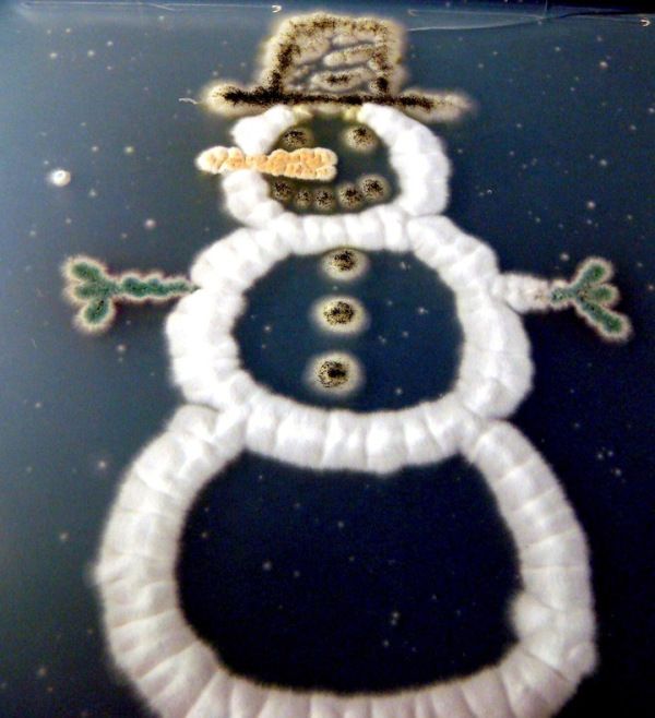 Fungi the Snowman