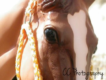 mypics1535