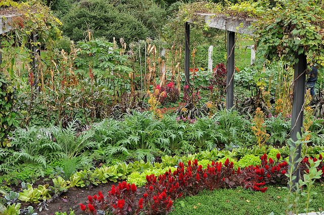 Fall in the Herb Garden by Steven Severinghaus https://www.flickr.com/photos/horsepunchkid/10353422925/in/photolist-9ZqSrZ-5yJox1-81yhyR-a6vrjX-gLTZVP-9gzyPC-adRmLf-adPrPc-dijT7d-ovjdCo-9zpnXi-d5ottu-dcgvxq-cCWEtS-a4Xs8h-9Nwf8D-opnRyL-ahVi2b-9t1xMj-ahVi8E-86aaUM-9NgBhA-c2y7yW-aEbTA9-bVAdwk-ajxmD9-ajxgKC-jQ5FuW-ccXwdj-bVAgHp-bVAjD8-dx779k-bVAg2F-dyjZo2-bVAgue-ccXt6U-bPVpE6-9S3HDz-84nEKR-bZ9edj-fzQkoA-hdwiKp-bWR9t6-a6WoAH-aemxhE-aBp36j-gEZNA7-bAHdLS-a6CGqw-ajxmrq