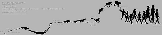 The Evolution of the Human: Humanity and Hedgecraft by T. Michael Keesey
