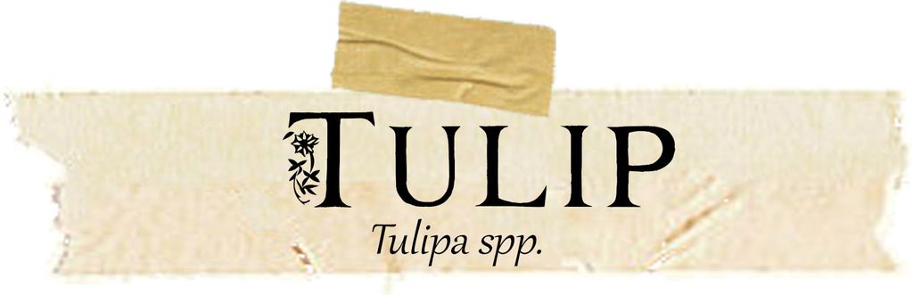 Magical and Medicinal Uses of Tulip Magical and Medicinal Uses of Tulip