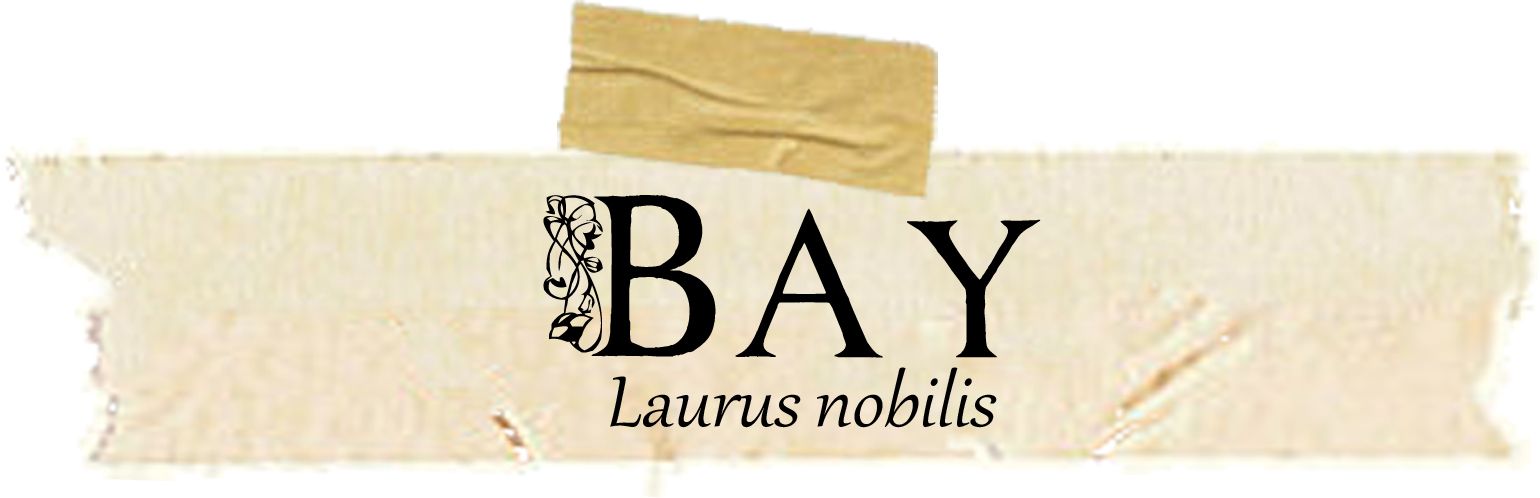 Magical and Medicinal Uses of Bay. Free BOS page included!