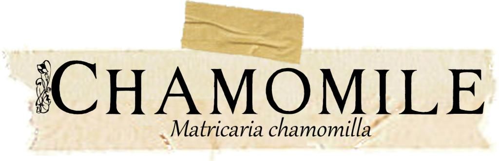 Herbarium: Chamomile