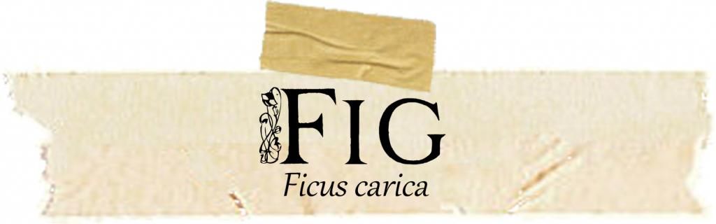 Herbarium: Fig. Magical and Medicinal uses of Figs. Free BOS page included.