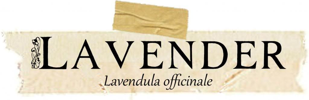 Herbarium: Lavendar