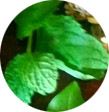 10 Herbs Every Witch Should Have: Mint