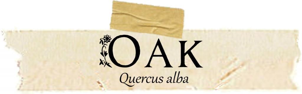 Herbarium: Oak
