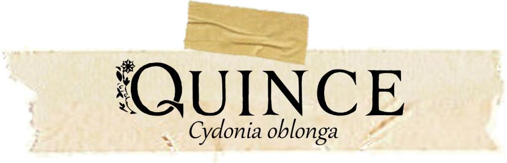 Herbarium: Quince