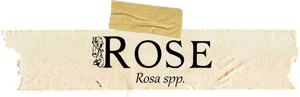 Magical and Medicinal uses of Rose. Free BOS page! Magical and Medicinal uses of Rose. Free BOS page!