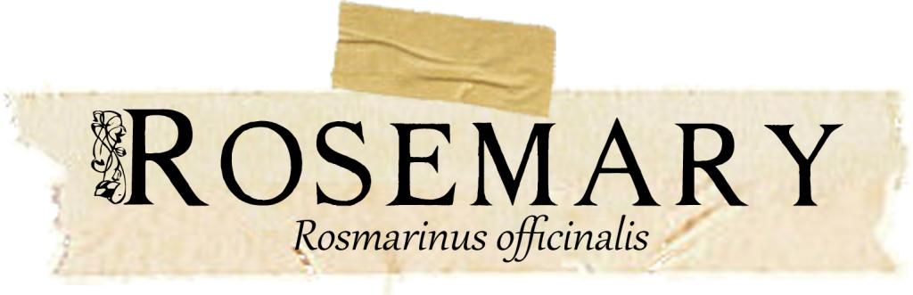 Herbarium Rosemary: Magical and Medicinal Uses of Rosemary. Includes free BOS page!