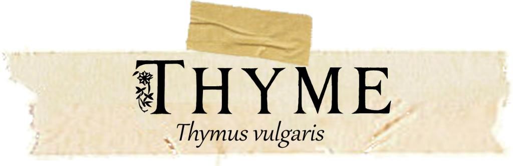 Herbarium: Thyme. Includes free BOS page on the magical and medicinal properties of Thyme.
