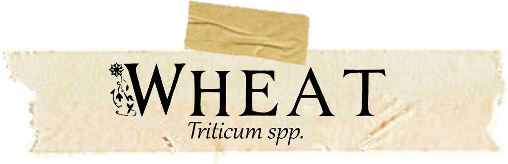 Magical Uses of Wheat. Includes FREE BOS!