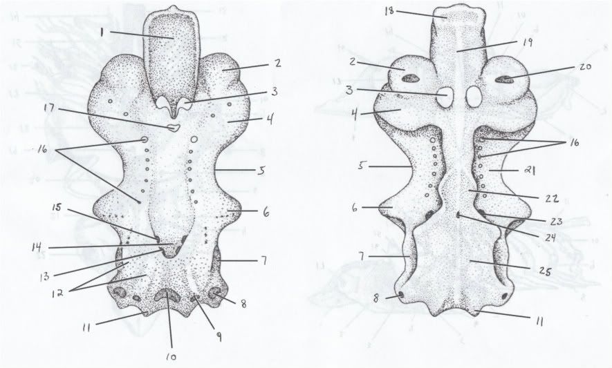 squalus skull