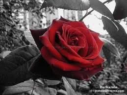A red rose!