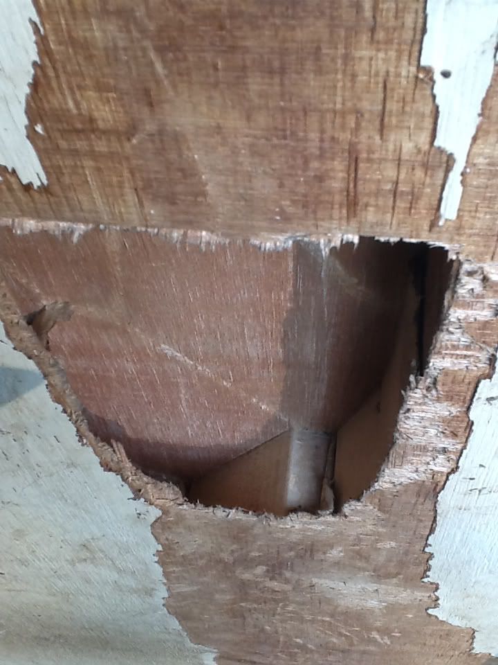 Look what they did! - Goats