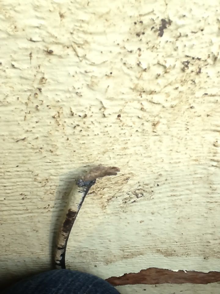 Look what they did! - Goats