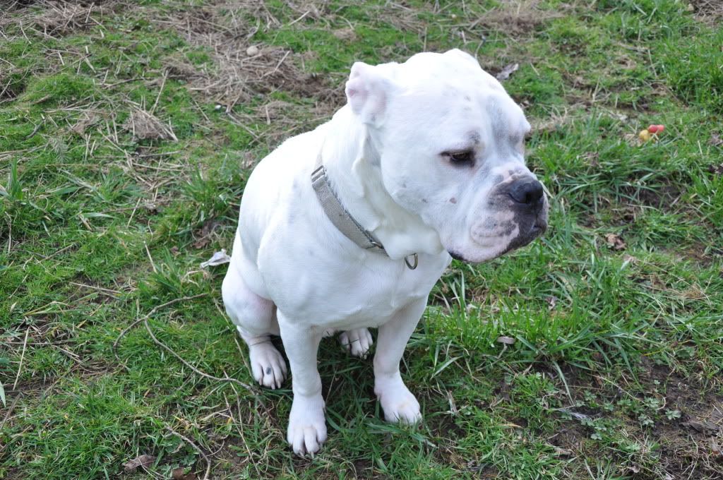 I love my hubby - Working and Companion Animals