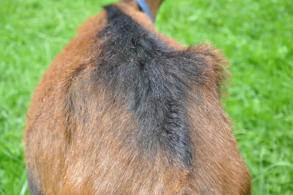 Introducing Butter - Goats