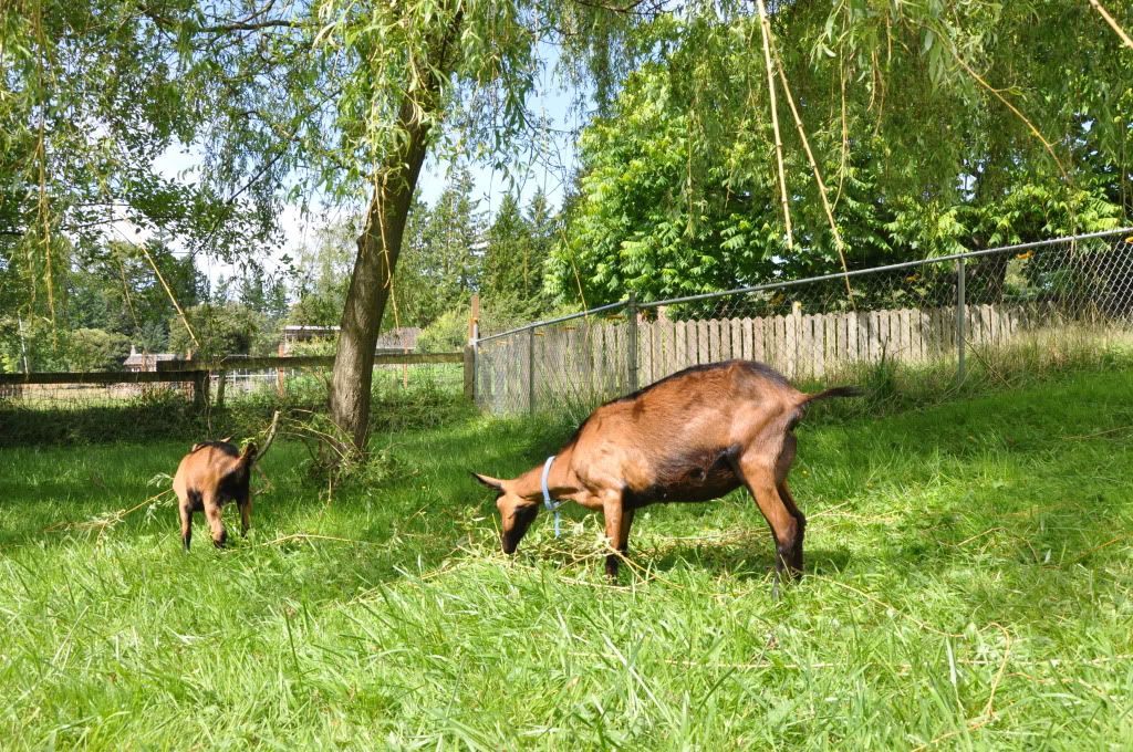 Introducing Butter - Goats