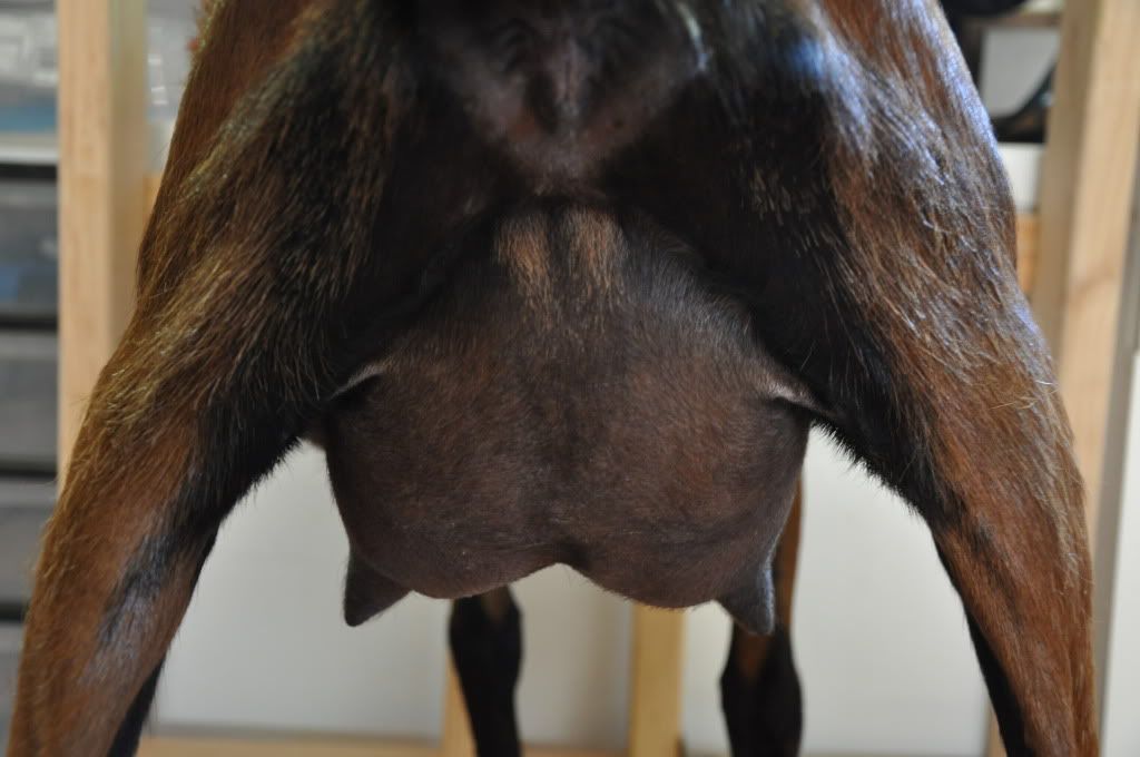 Introducing Butter - Goats