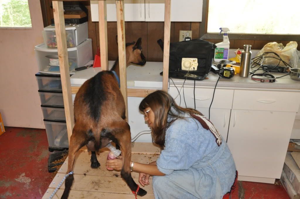 Introducing Butter - Goats