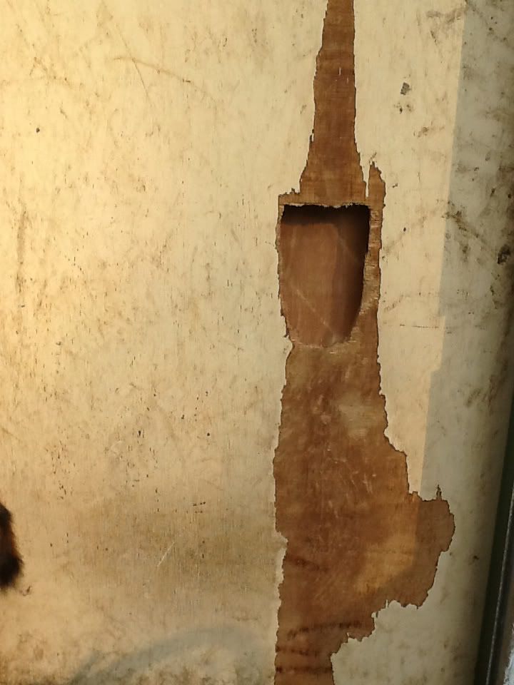 Look what they did! - Goats