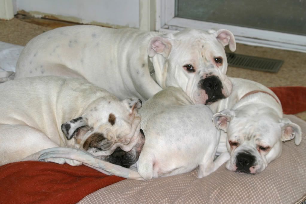 I love my hubby - Working and Companion Animals