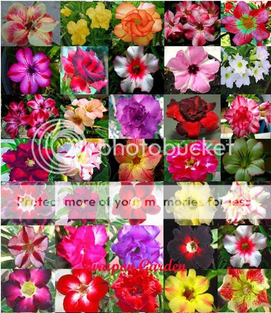 adenium obesum commonname mock azalea desert rose impala lily kudu