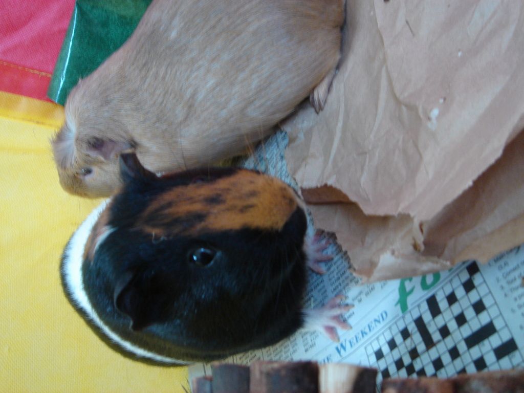 184.jpg