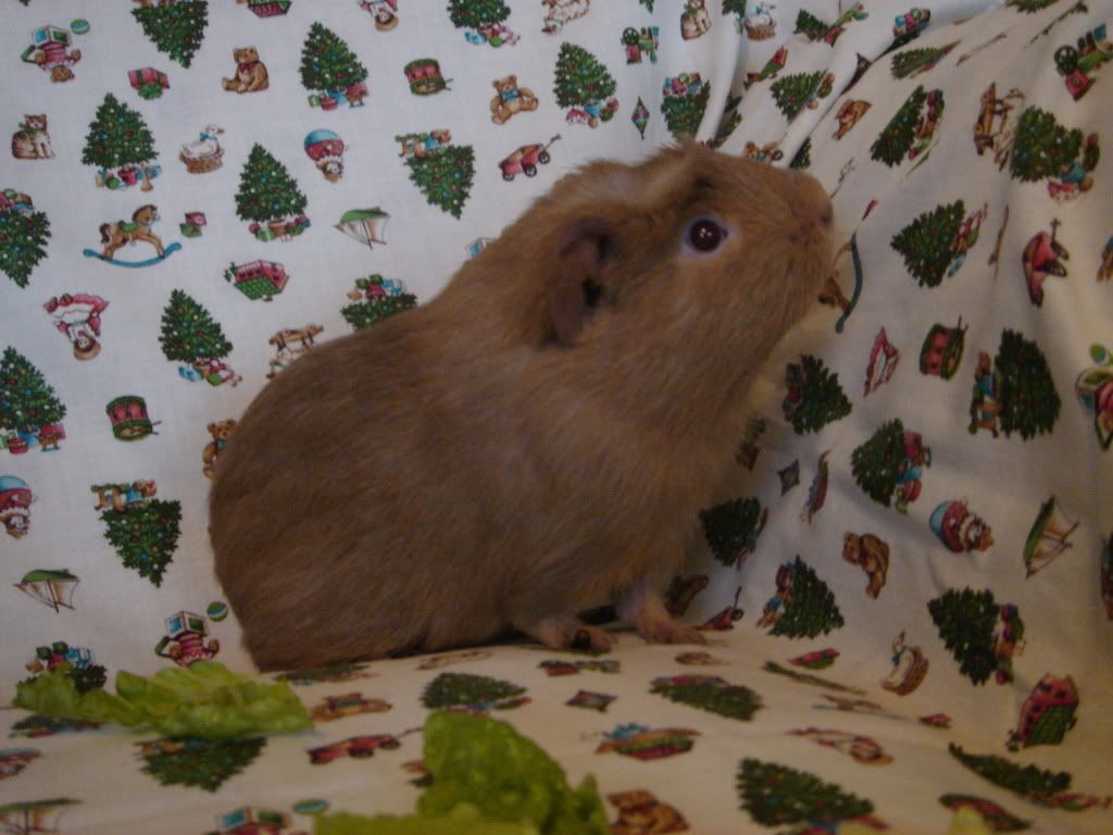 CheekyandThornDec11001.jpg