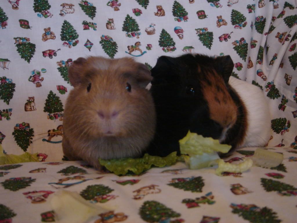 CheekyandThornDec11012.jpg