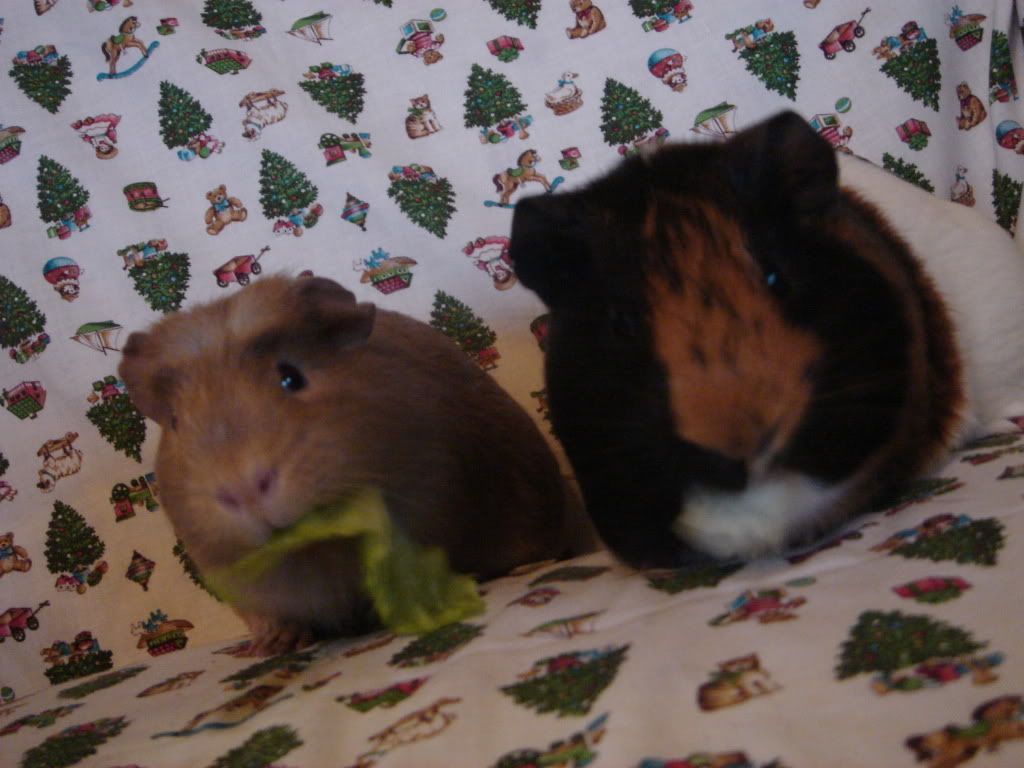 CheekyandThornDec11016.jpg
