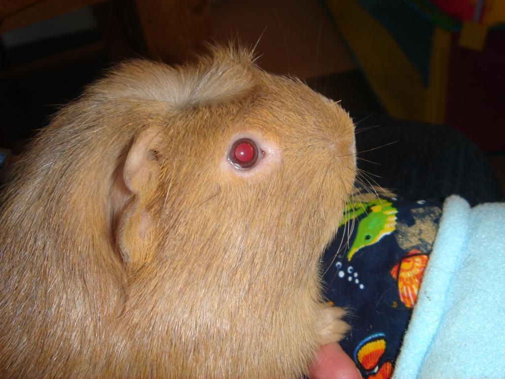 DSC03682_zpsc25ebefd.jpg