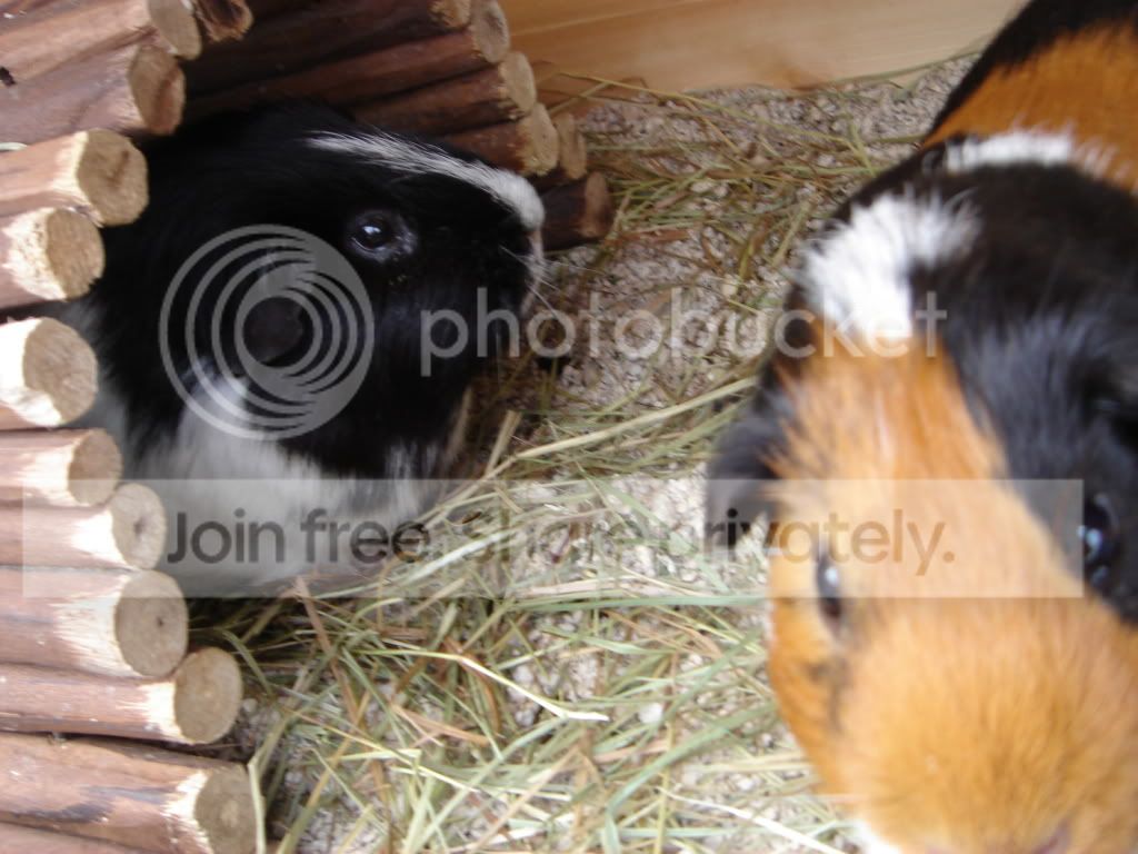 Newbigboypiggies002.jpg