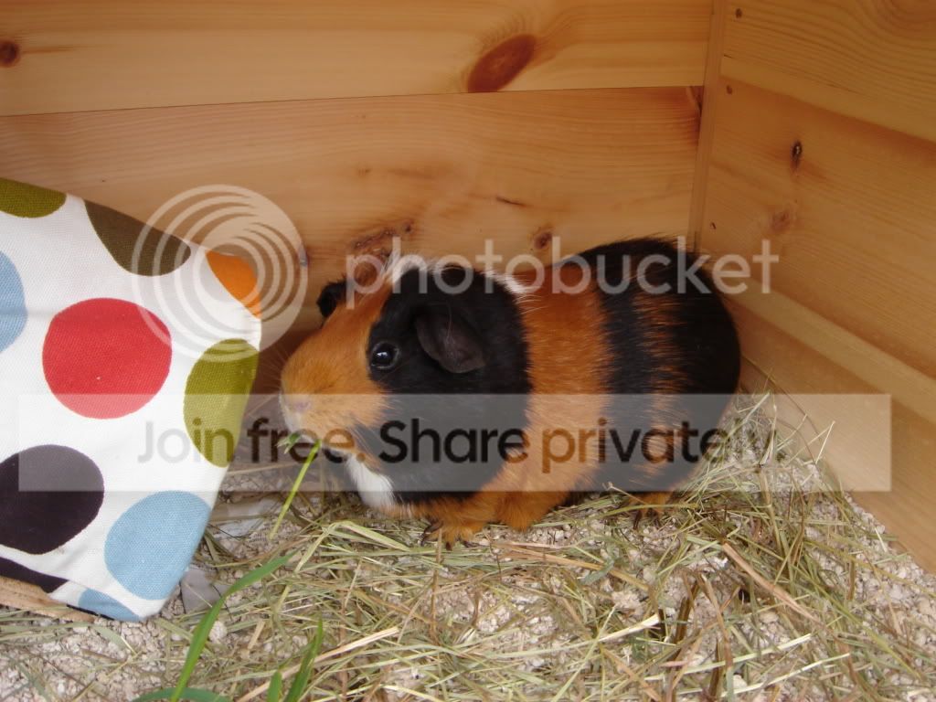 Newbigboypiggies003.jpg